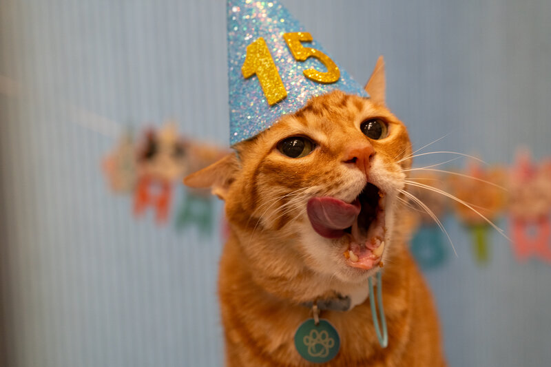 Orange cat with birthday hat celebrating 15th birthday
