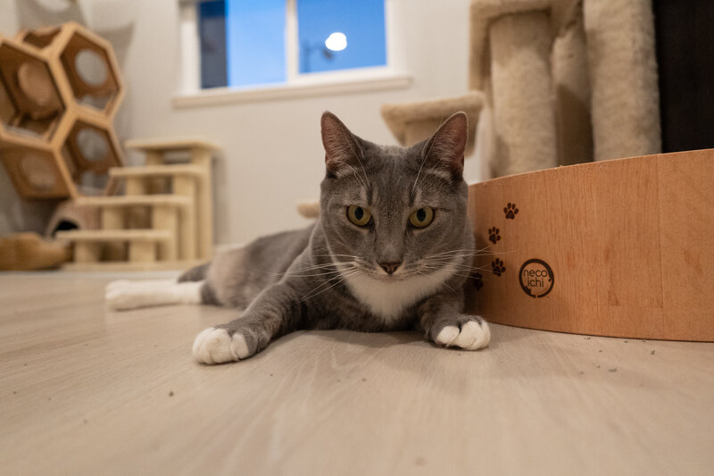 Gray tabby with necoichi box
