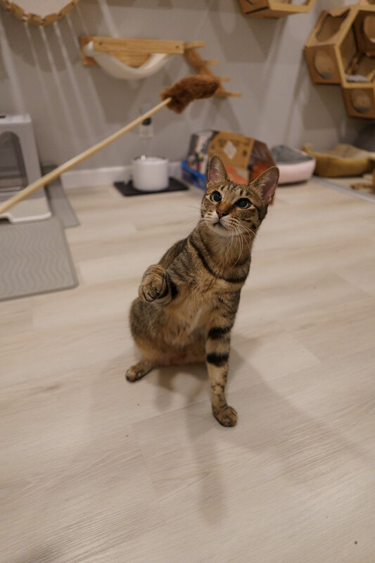 Brown tabby cat playing with toy