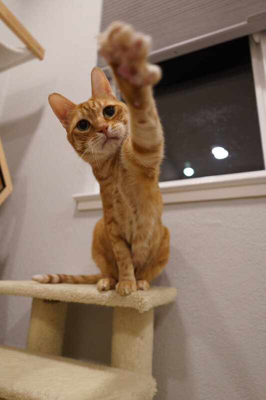 Orange cat reaching up playfully