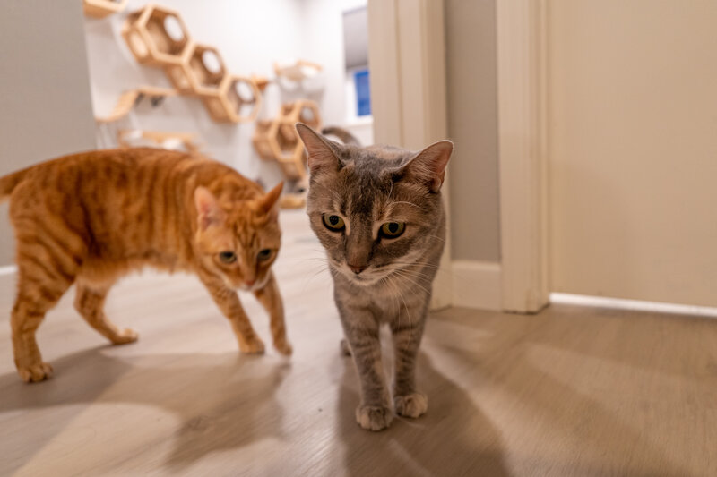 Orange and gray tabby cats together